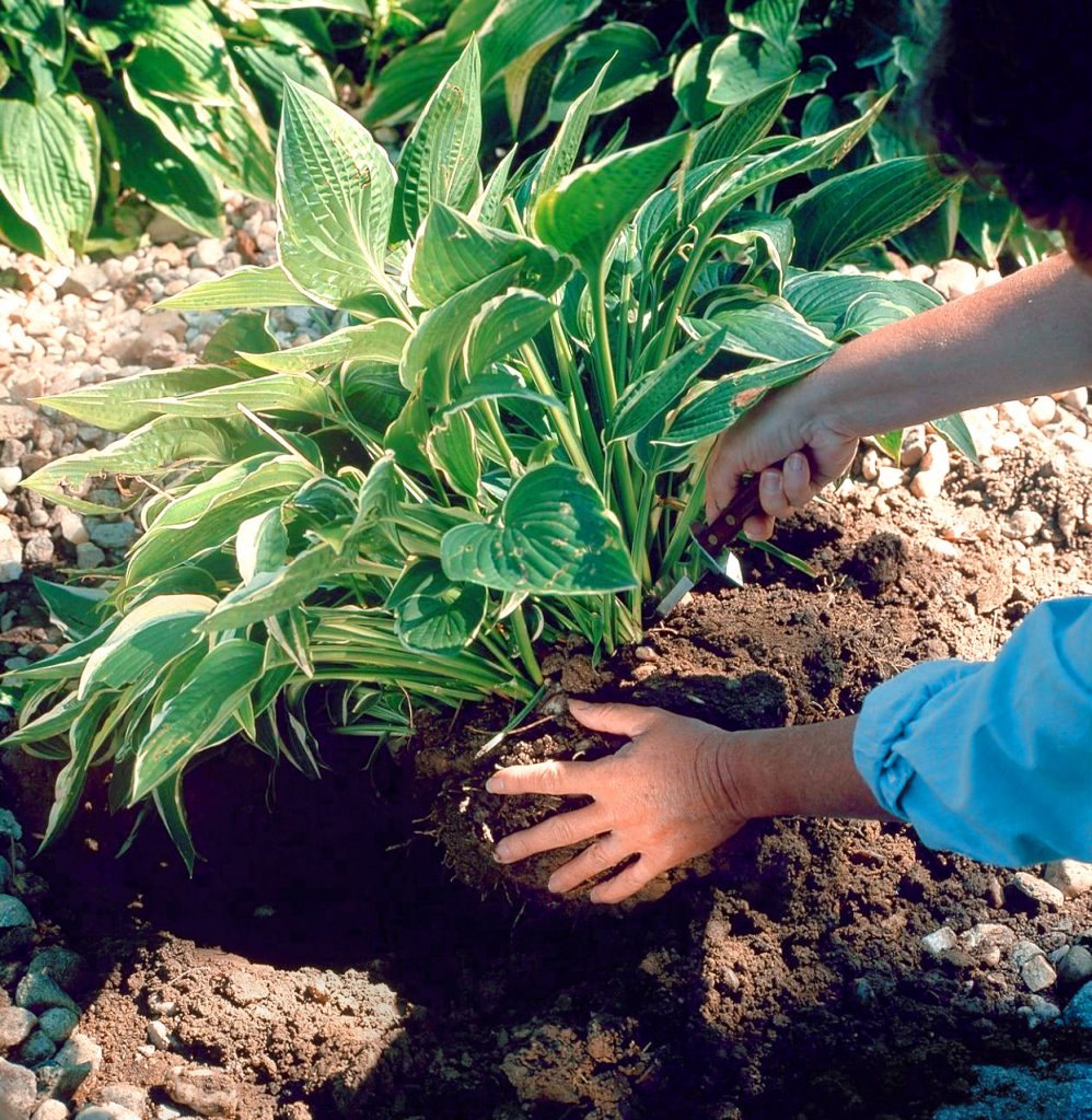 four-division-techniques-to-split-the-plants-perfectly